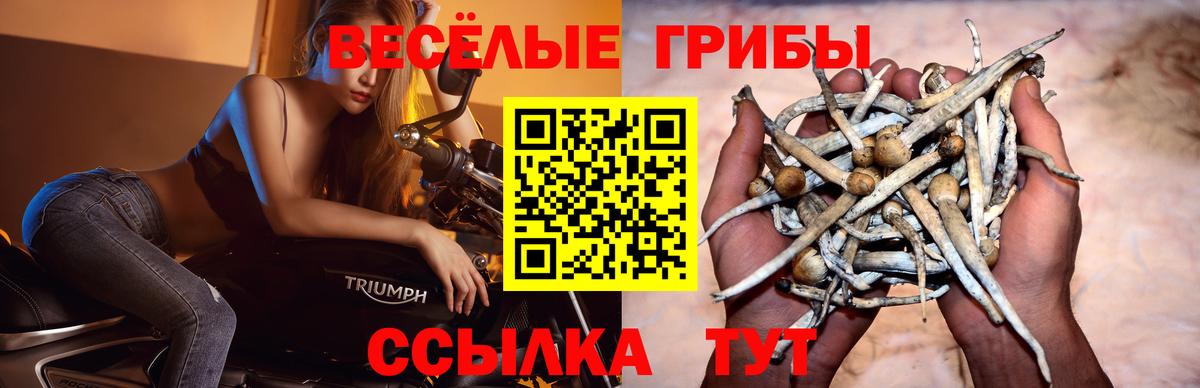 Гурьевск  Псилоцибиновые грибы Psilocybine cubensis  Вход с VPN 